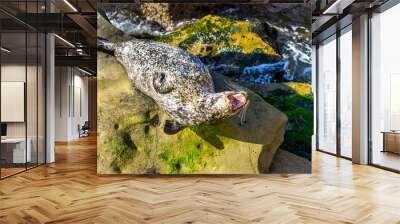 Sealion resting on cliffs Wall mural