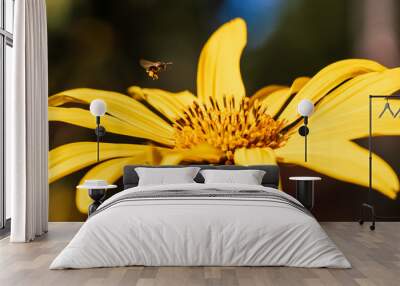 Bee hovering over a yellow flower in brazil Wall mural