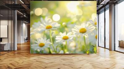 Blooming Daisies in a Sunny Meadow   Spring Flowers  Nature  Field  White Petals  Yellow C Wall mural