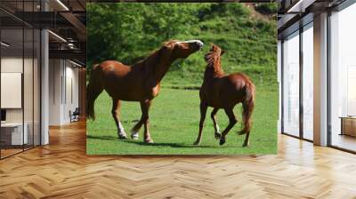 Two beautiful adult horses playing in a green grass field Wall mural