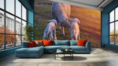 Two newborn lambs and sheep on field in warm sunset light Wall mural