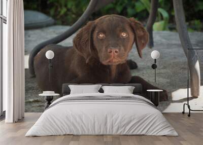 Chocolate labrador 3 and a half month old puppy under a table in the garden looking at the camera. Wall mural