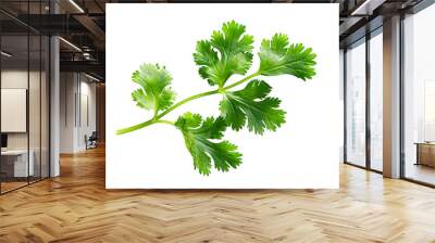 Coriander leaf isolated on a white background. Wall mural