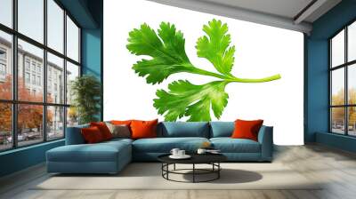 Coriander leaf isolated on a white background. Wall mural