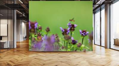 Moody photo. A syrphid hovering above a blooming meadow full of prunellas on a neutral green background. Hoverfly and Common self-heal, Syrphydae, Prunella vulgaris. Wall mural