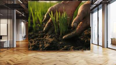 Farmer s Hands Protecting Young Rice Plants in a Field Wall mural