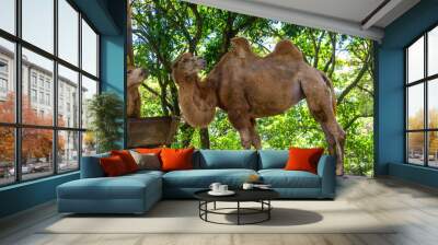 The bactrian camel (Camelus bactrianus) is an even-toed hoofed mammal native to the steppes of Central Asia (Bactria region). This camel species has two humps on its back Wall mural