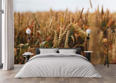 field of wheat Wall mural