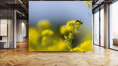 field of yellow flowers close up Wall mural