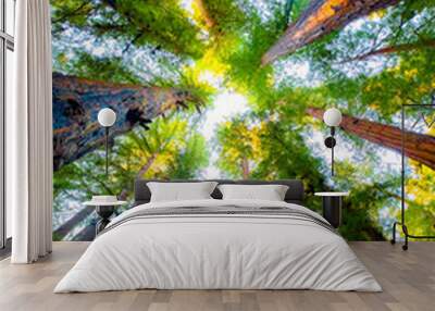 forest of redwoods in California Wall mural