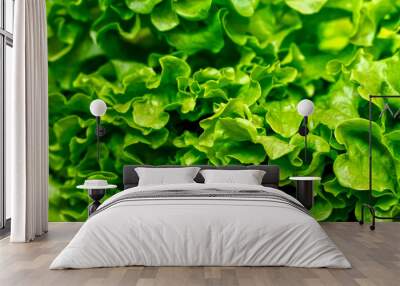 Fresh lettuce leaves texture, close up Wall mural