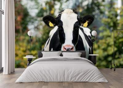 Front view of white black cow Wall mural