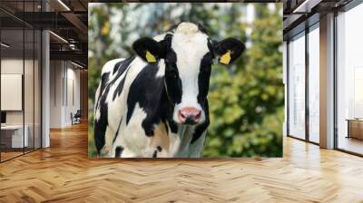 Front view of white black cow Wall mural