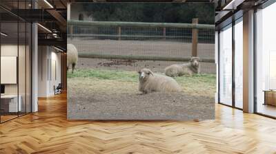 Resting Sheep Wall mural