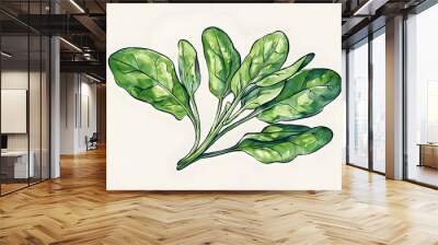 hand-draw spinach, clean white background Wall mural