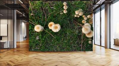 Mushrooms growing in the grass in the forest Wall mural