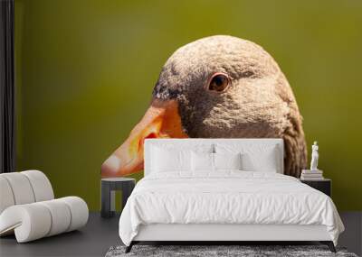 A duck with a brown beak and orange eyes Wall mural