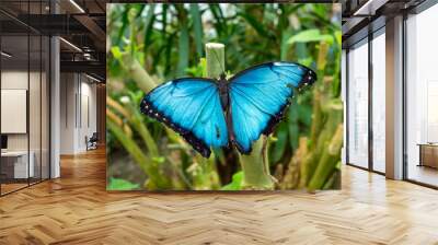 Menelaus blue morpho Butterfly Wall mural