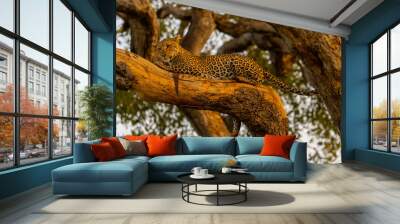 leopard resting on tree Wall mural