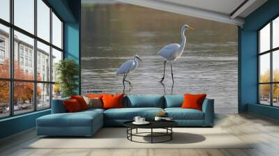 Little and great egret walking in the lake Wall mural