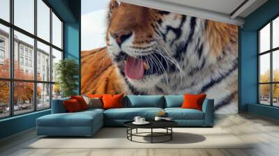 Amur Siberian tiger is a Panthera tigris tigris population in the Far East, particularly the Russian Far East and Northeast China Wall mural