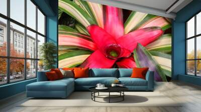 Bromeliad. The Bromeliaceae (the bromeliads) are a family of monocot flowering plants of about 80 genera and 3700 known species, native mainly to the tropical Americas, Wall mural