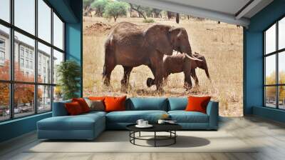 Elephant Serengeti Tanzania. The Serengeti hosts the largest mammal migration in the world, which is one of the ten natural travel wonders of the world. Wall mural