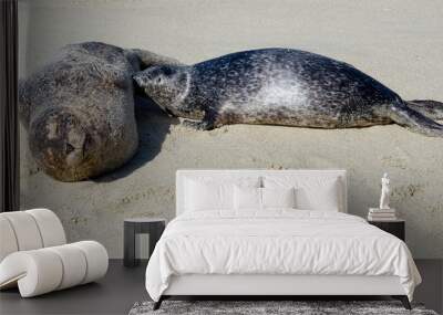 Sea Lion milking baby seal on the beach, La Jolla, CA.  Wall mural