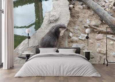 Otter in the zoo.  Wall mural