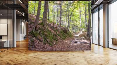 path in forest Wall mural