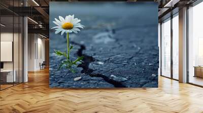 prevailing against all odds concept with Daisy flower growing from crack in the asphalt Wall mural