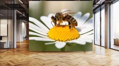 bee or honeybee on white flower of common  daisy Wall mural