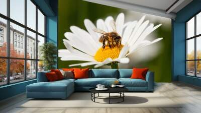 bee or honeybee on white flower of common  daisy Wall mural