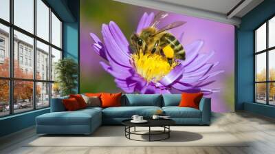 bee or honeybee sitting on flower, apis mellifera Wall mural