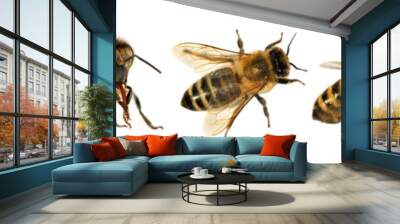 group of bee or honeybee, Apis Mellifera Wall mural