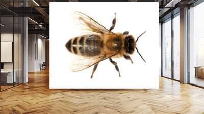 group of bee or honeybee on white background, honey bees Wall mural