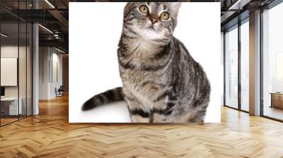 Young European Shorthair in front of a white background Wall mural