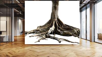 root of tree isolate on white background Wall mural