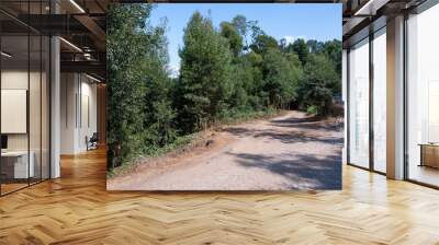 Gravel road that goes into the middle of the forest. Porto. Wall mural