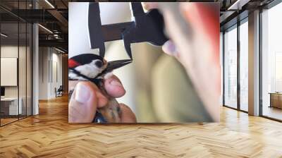 Scientist holding a great spotted woodpecker (Dendrocopos major) and measuring its beak in a bird banding/ringing session Wall mural