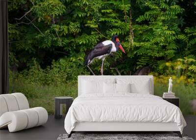 Stork with red beak Wall mural