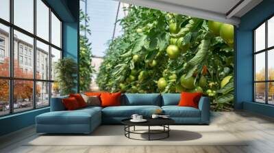 the tomato greenhouses Wall mural