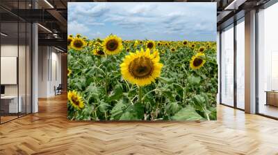 Mid-day Sunflower Wall mural