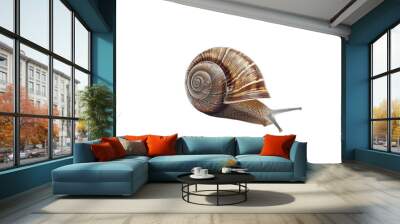 This image captures a snail with a beautifully patterned spiral shell in high detail against a black backdrop, highlighting its natural form Wall mural