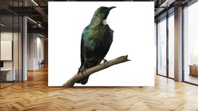 New Zealand Tui Bird oil painting with white background Wall mural