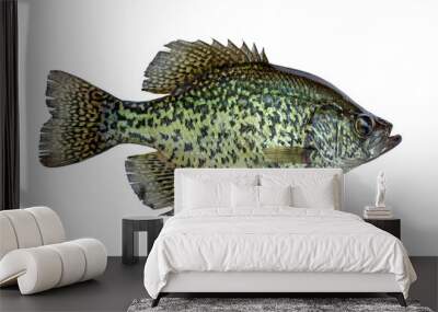 Black crappie fresh caught in a northern Minnesota lake isolated on a white background Wall mural