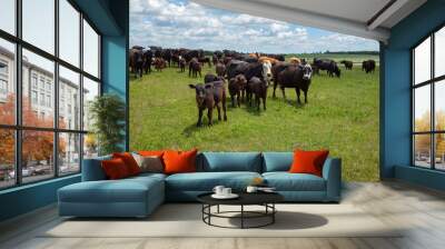 Herd of cattle with cows and calves in a field in South Dakota Wall mural