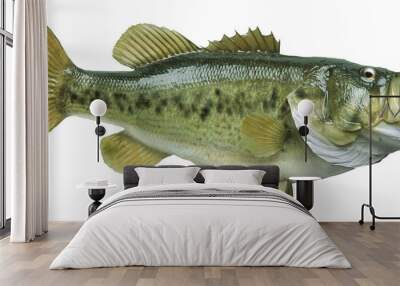 Largemouth bass isolated on white background Wall mural