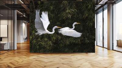 Two Great Egrets take off for flight in wetland marsh. Wall mural