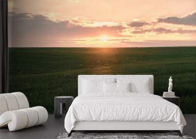 sunset over a field with green grass Wall mural